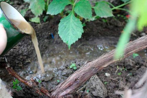 Все, что вам нужно знать о калийных удобрениях. Где используется? 02 Все, что вам нужно знать о калийных удобрениях. Где используется? 02