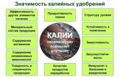 Калийные удобрения для цветов. Что такое калийные удобрения: польза, применение, особенности выбора?