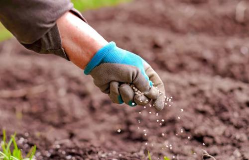 Калийное удобрение для цветов. Выбираем подходящий минеральный комплекс