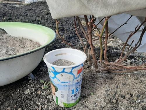 Какие растения любят золу. Розы