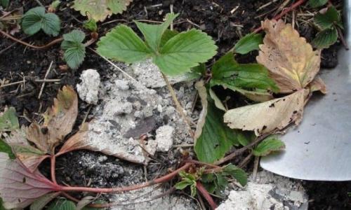 В чем польза золы, как удобрения. Какие растения можно удобрять? 02 В чем польза золы, как удобрения. Какие растения можно удобрять? 02