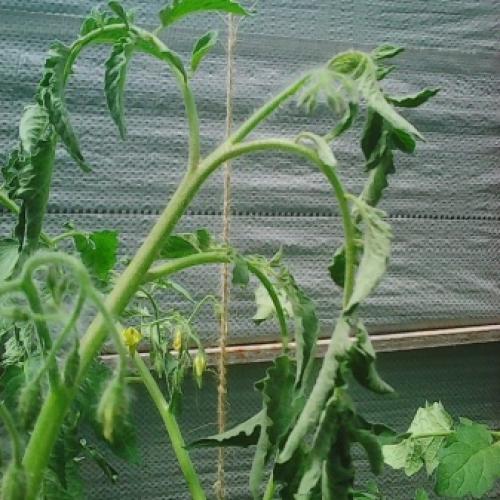 Что такое сульфат калия. Свойства 07