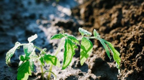 Сульфат калия для томатов. Подкормка томатов сульфатом калия
