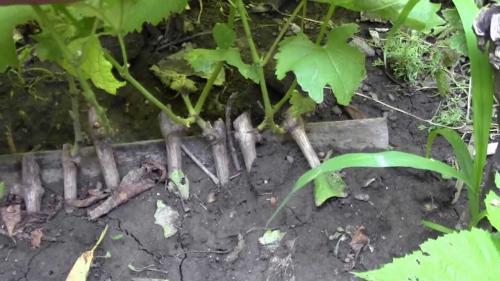 Сульфат калия применение. Сульфат калия – применение удобрения на разных почвах. Нормы для томатов и винограда