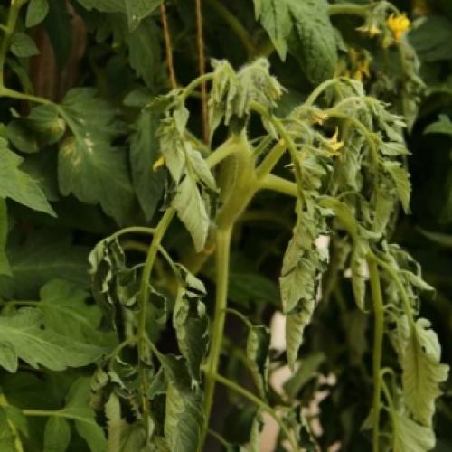 Что такое сульфат калия. Свойства 08