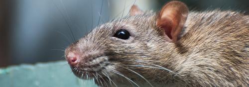 Чего боятся крысы и мыши. Каких звуков боятся крысы 05
