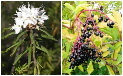 Какой запах не любят крысы и мыши. Запахи