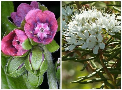 Какой запах боятся мыши в доме. Каких запахов боятся мыши?