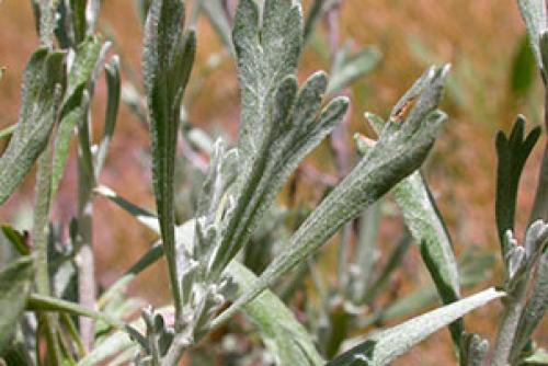 Какой запах отпугивает мышей максимально эффективно. Безопасные растения 02