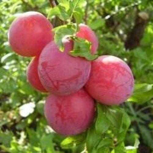 Как выращивать сливу Людмила. Посадка сливы