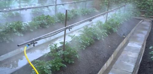 Теплицы: как правильно их ухаживать 04 Теплицы: как правильно их ухаживать 04