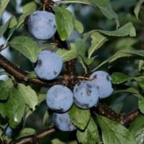 Как выращивать сливу Людмила. Посадка сливы