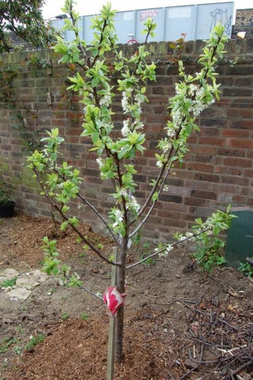 Какие условия необходимы для выращивания сливы Людмила. Агротехника выращивания сливы