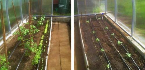 Теплицы: как правильно их ухаживать 05 Теплицы: как правильно их ухаживать 05