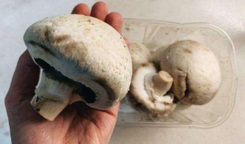 Выращивание шампиньонов бизнес. Основные способы выращивания грибов