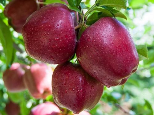 Яблоки красные внутри. Популярные сорта красных сладких яблок с фото и описанием