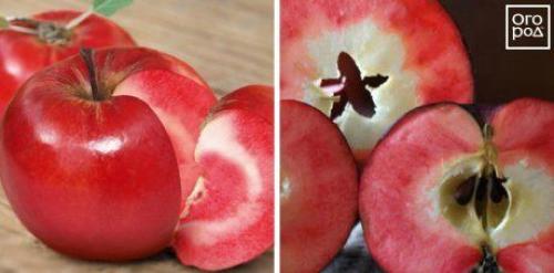 Красные яблоки сорт. Яблоки с красной мякотью –, что это за сорта и чем они лучше обычных