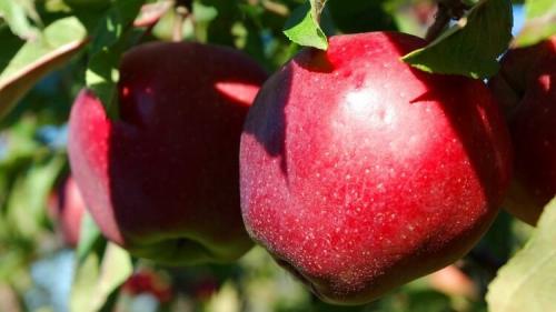 Яблоки красные внутри. Популярные сорта красных сладких яблок с фото и описанием
