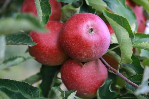 Яблоки красные внутри. Популярные сорта красных сладких яблок с фото и описанием
