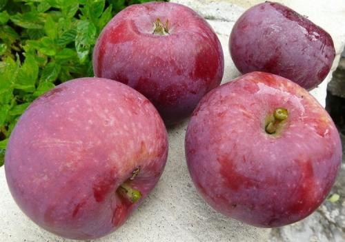 Яблоки красные внутри. Популярные сорта красных сладких яблок с фото и описанием