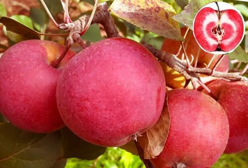 Яблоки красные внутри. Популярные сорта красных сладких яблок с фото и описанием