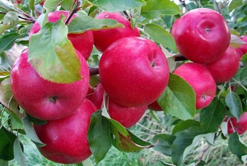 Яблоки красные внутри. Популярные сорта красных сладких яблок с фото и описанием