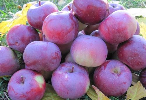 Яблоки красные внутри. Популярные сорта красных сладких яблок с фото и описанием