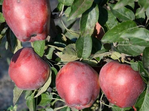 Яблоки красные внутри. Популярные сорта красных сладких яблок с фото и описанием
