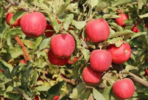 Яблоки красные внутри. Популярные сорта красных сладких яблок с фото и описанием