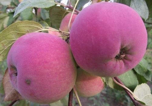 Яблоки красные внутри. Популярные сорта красных сладких яблок с фото и описанием