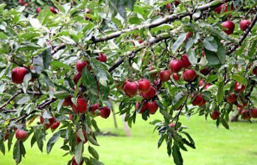 Красные яблоки сорт. Яблоки с красной мякотью –, что это за сорта и чем они лучше обычных