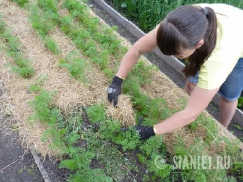 Урожай ровной моркови: секреты успеха 03 Урожай ровной моркови: секреты успеха 03