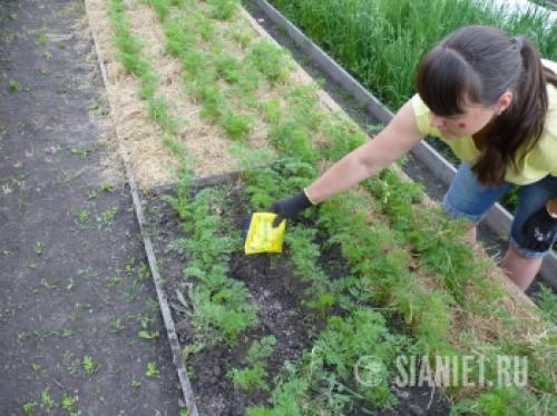 Урожай ровной моркови: секреты успеха 02 Урожай ровной моркови: секреты успеха 02