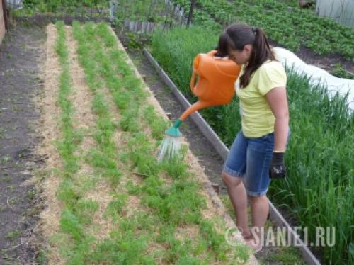Урожай ровной моркови: секреты успеха 01 Урожай ровной моркови: секреты успеха 01