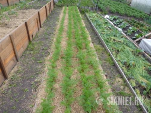 Урожай ровной моркови: секреты успеха 04 Урожай ровной моркови: секреты успеха 04