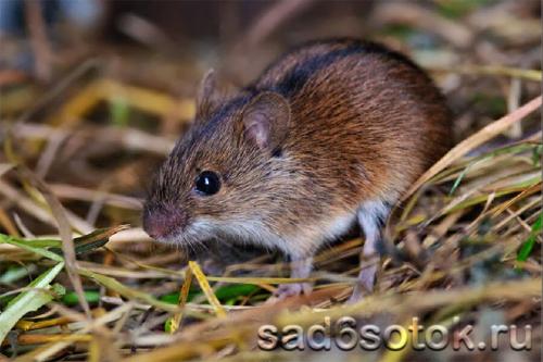 Какие виды мышей могут поселиться на даче и в доме. Виды мышей, которые вредят в доме и в саду