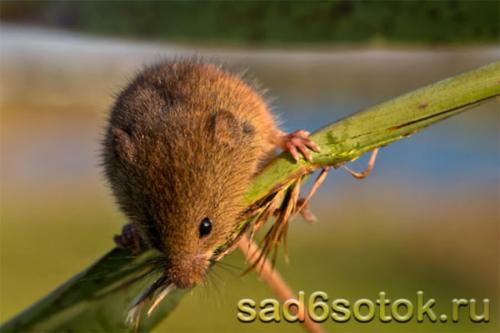 Какие виды мышей могут поселиться на даче и в доме. Виды мышей, которые вредят в доме и в саду
