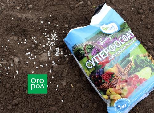 Какие растения особенно нуждаются в подкормке осенью