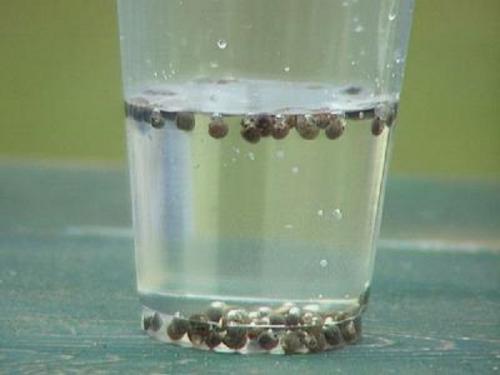 Зола в саду и огороде применение. Применение древесной золы на огороде