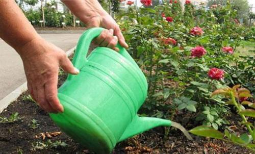 Зола в саду и огороде применение. Применение древесной золы на огороде