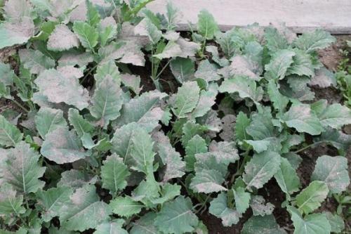 Зола в саду и огороде применение. Применение древесной золы на огороде