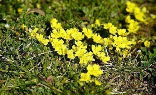 Какие растения нельзя удобрять золой в огороде. Какие растения на даче не стоит удобрять золой
