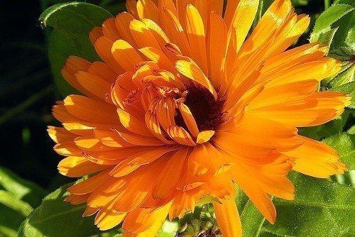 Какие растения нельзя удобрять золой в огороде. Какие растения на даче не стоит удобрять золой