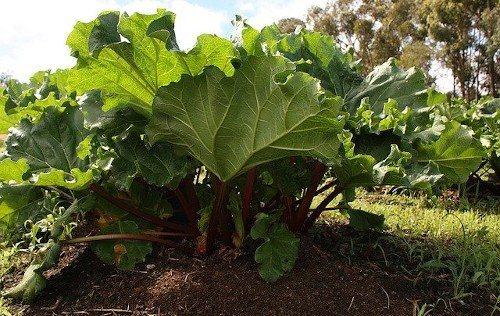 Какие растения нельзя удобрять золой в огороде. Какие растения на даче не стоит удобрять золой