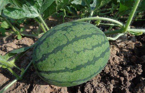 Какие растения нельзя удобрять золой в огороде. Какие растения на даче не стоит удобрять золой