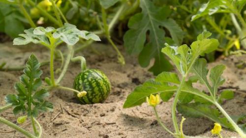 Какие растения не любят золу. Какие растения нельзя подкармливать золой