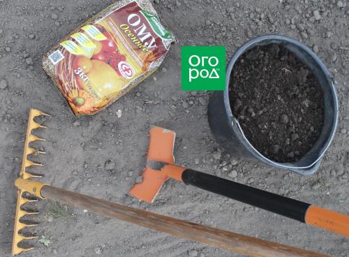 Почему посадка чеснока осенью может увеличить урожайность