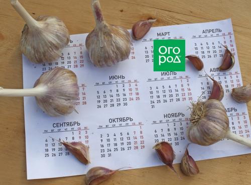 Почему посадка чеснока осенью может увеличить урожайность