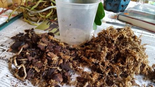 Как защитить саженцы от вредителей и болезней осенью