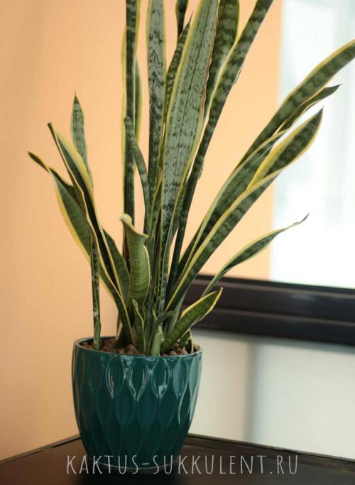 Какие растения нельзя держать в доме. Какие комнатные растения нельзя выращивать дома, причины, список с фото